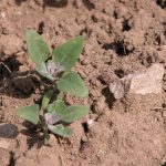 Ministère de l'Agriculture, de l'Alimentation et des Affaires rurales de l'Ontario