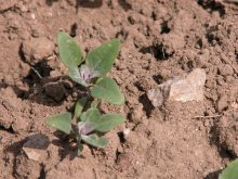 Ministère de l'Agriculture, de l'Alimentation et des Affaires rurales de l'Ontario