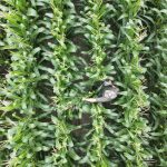 Les grains plombés par les bonnes conditions