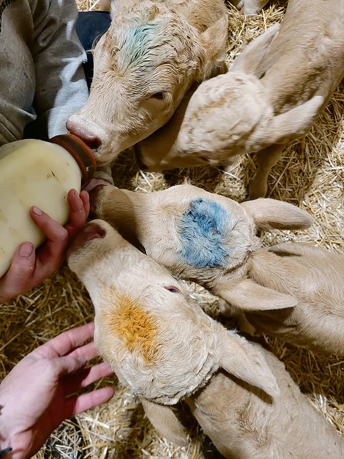Quadruplés en Saskatchewan, The Western Producer