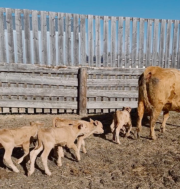 Quadruplés en Saskatchewan, The Western Producer