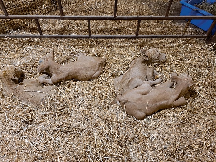 Quadruplés en Saskatchewan, The Western Producer
