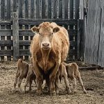 Quadruplets Saskatchewan, The Western Producer
