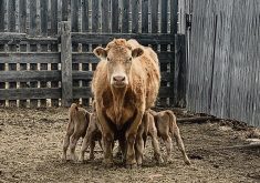 Quadruplets Saskatchewan, The Western Producer