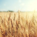Au Québéc, on consomme 1,2 million de tonnes de blé par an, mais on n’en produit que 185?000 tonnes.