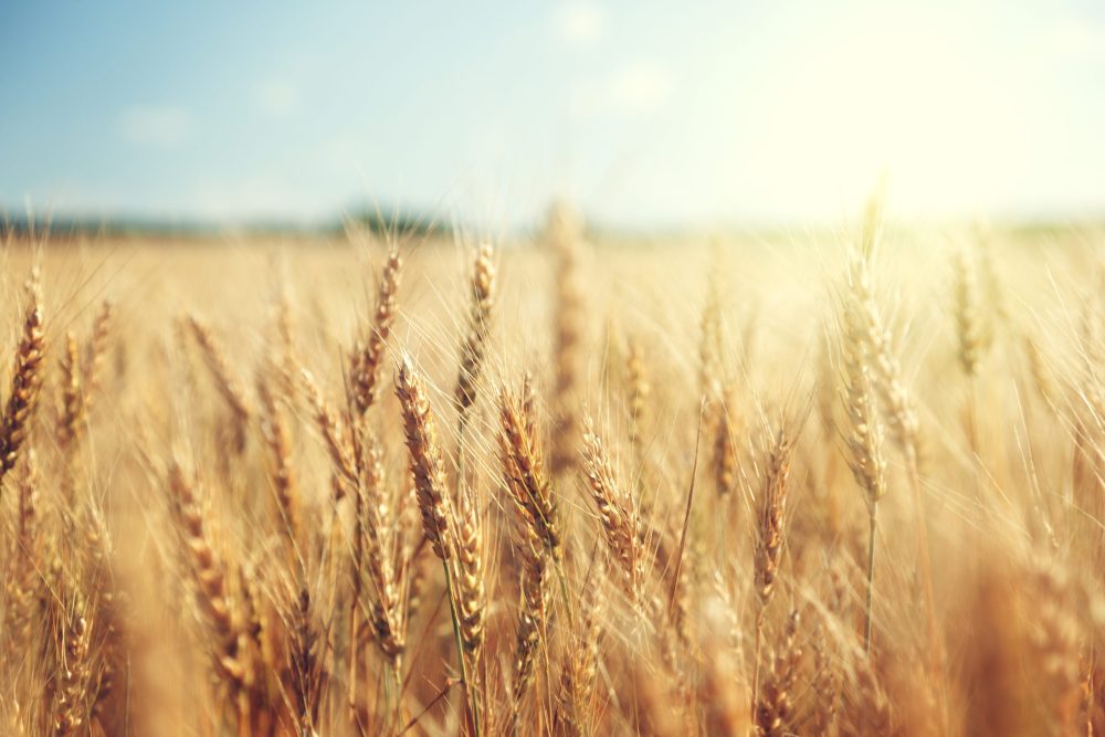 Au Québéc, on consomme 1,2 million de tonnes de blé par an, mais on n’en produit que 185?000 tonnes.