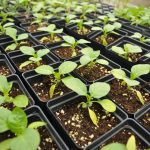 Vers une révision des normes biologiques