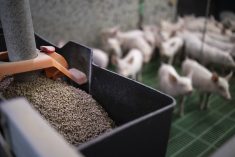Le tourteau est un incontournable de l'alimentation des porcs.