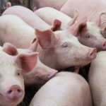 Prix record pour le porc