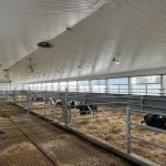 Vaches laitières taries et en transition.