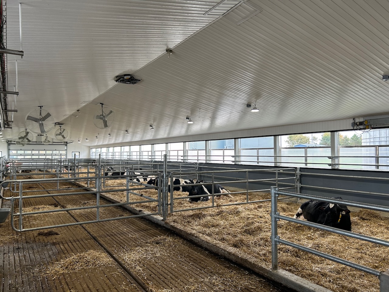 Vaches laitières taries et en transition.