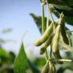 Soya sur soya : quelques précautions à prendre