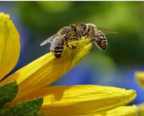 Forte mortalité des abeilles au Québec