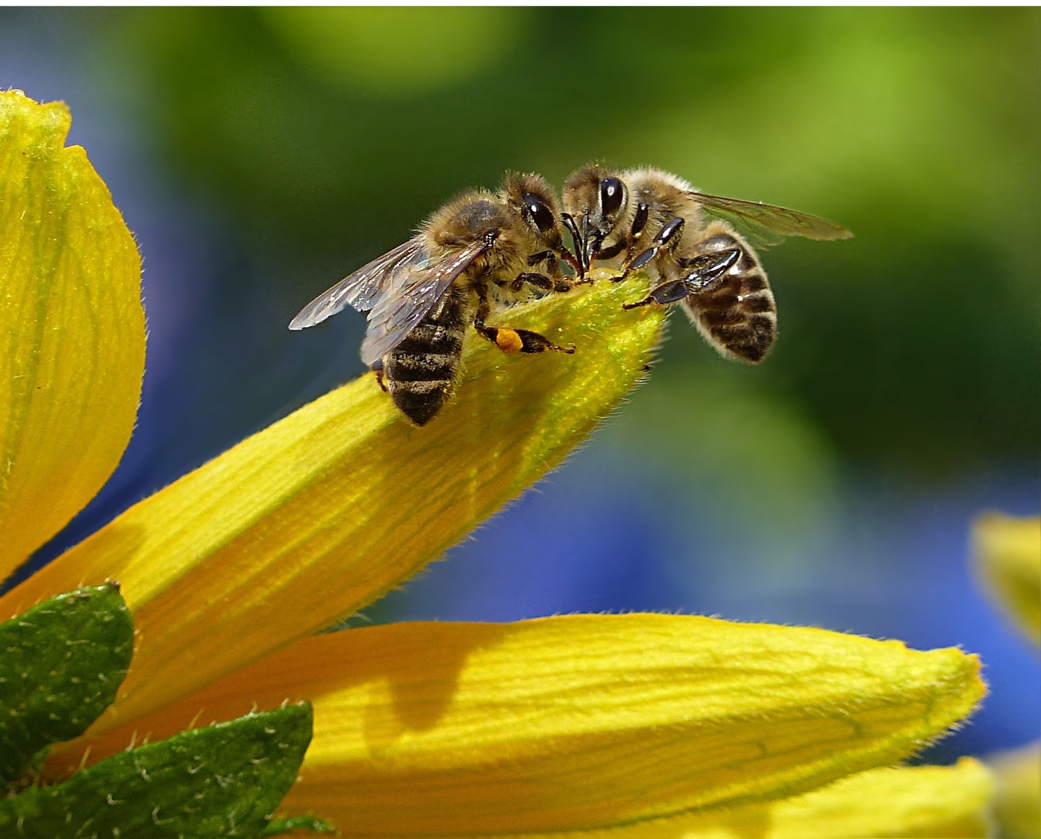 Forte mortalité des abeilles au Québec