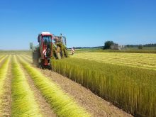Récolte de lin textile industriel en Normandie