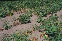 Dépérissement de plants de soya infectés par la pourriture phytophtoréenne.