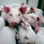 Porcs