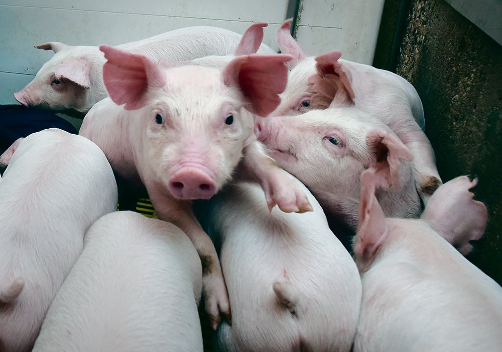 Porcs