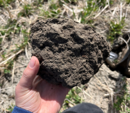 Photo prise au mois de mai, implantation 2023