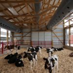 Dans le logement intérieur des veaux en groupes, un des dangers est la maladie. C'est pourquoi la ventilation est si importante.