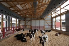 Dans le logement intérieur des veaux en groupes, un des dangers est la maladie. C'est pourquoi la ventilation est si importante. 