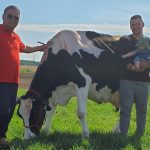 Éric, René et Alfred Harvey avec leur vache Narola, la plus âgée au Canada.