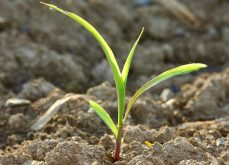 Combien de feuilles a ce plant de maïs? Si votre réponse est quatre, nous vous invitons à lire cet article.