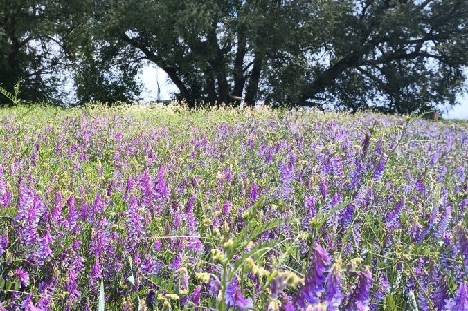 Plante idéale pour nos pollinisateurs devant les fameux saules noirs d’Eloi.