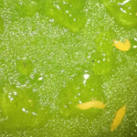 Des thrips de petits fruits piégés par l'huile.