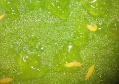 Des thrips de petits fruits piégés par l'huile.