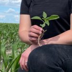 L’amarante tuberculée est résistante aux herbicides du groupe 2 (Pursuit, Ultim), groupe 5 (atrazine, Secor), groupe 9 (glyphosate), groupe 14 (Blazer) et groupe 27 (Callisto).