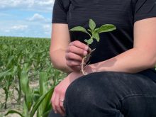 L’amarante tuberculée est résistante aux herbicides du groupe 2 (Pursuit, Ultim), groupe 5 (atrazine, Secor), groupe 9 (glyphosate), groupe 14 (Blazer) et groupe 27 (Callisto).