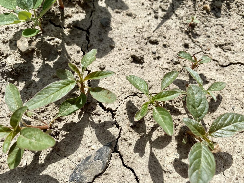 L’amarante tuberculée a été observée dans plusieurs champs de la province.