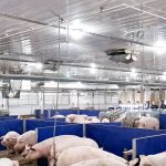 Une bonne façon pour rafraîchir les porcs est par aspersion d'eau. Il est important de ne pas le faire en continue, mais d'assécher les porcs entre chaque période.