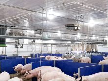 Une bonne façon pour rafraîchir les porcs est par aspersion d'eau. Il est important de ne pas le faire en continue, mais d'assécher les porcs entre chaque période.