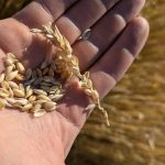 Le producteur Jean-François Ridel a complété sa récolte de blé d'automne le 15 juillet.