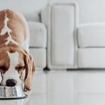 Du poulet « cultivé » pour chiens et chats