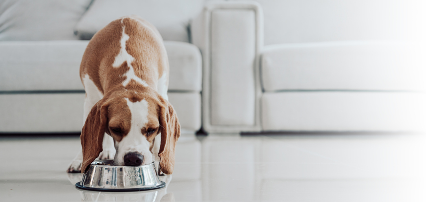 Du poulet « cultivé » pour chiens et chats