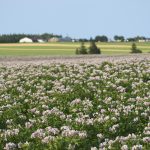 Une ferme de pommes de terre à l'Île-du-Prince-Édouard.