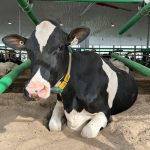 Une litière molle comme le sable facilite la levée des vaches boiteuses (pas cette vache), prolonge la durée de vie et augmentent la production laitière.
