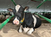 Améliorer la détection des maladies des vaches laitières grâce à l’IA?