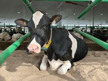 Une litière molle comme le sable facilite la levée des vaches boiteuses (pas cette vache), prolonge la durée de vie et augmentent la production laitière.