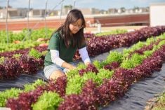 Un toit potager pas ordinaire