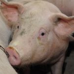 En 2024, le prix du porc a débuté sa descente en juin plutôt qu'en août.