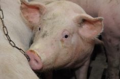 En 2024, le prix du porc a débuté sa descente en juin plutôt qu'en août.