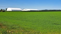 La nouvelle étable et le nouveau dôme de la Ferme Bertrand Rochat à Saint-Césaire en Montérégie.