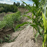 Un producteur de Sainte-Mélanie rapporte avoir perdu une bande de deux acres de terres.