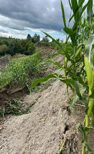Un producteur de Sainte-Mélanie rapporte avoir perdu une bande de deux acres de terres.