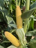 Syngenta dévoile le plus grand portefeuille de maïs NK depuis plus d’une décennie