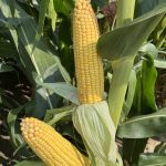 Syngenta dévoile le plus grand portefeuille de maïs NK depuis plus d’une décennie